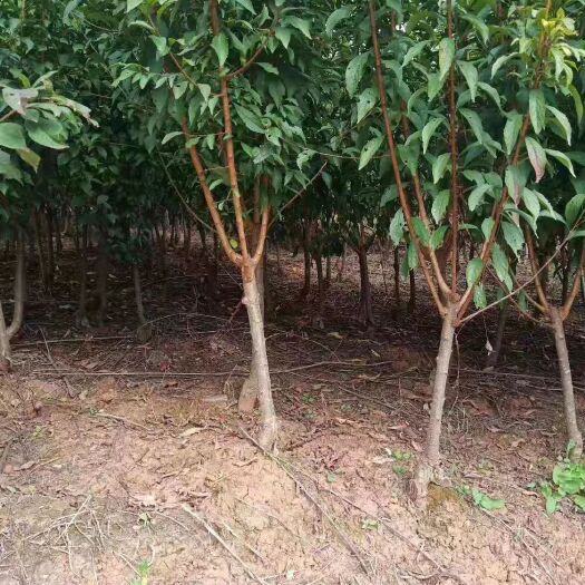茂县青脆李苗 优质包纯品种，青翠李，红脆李两年苗