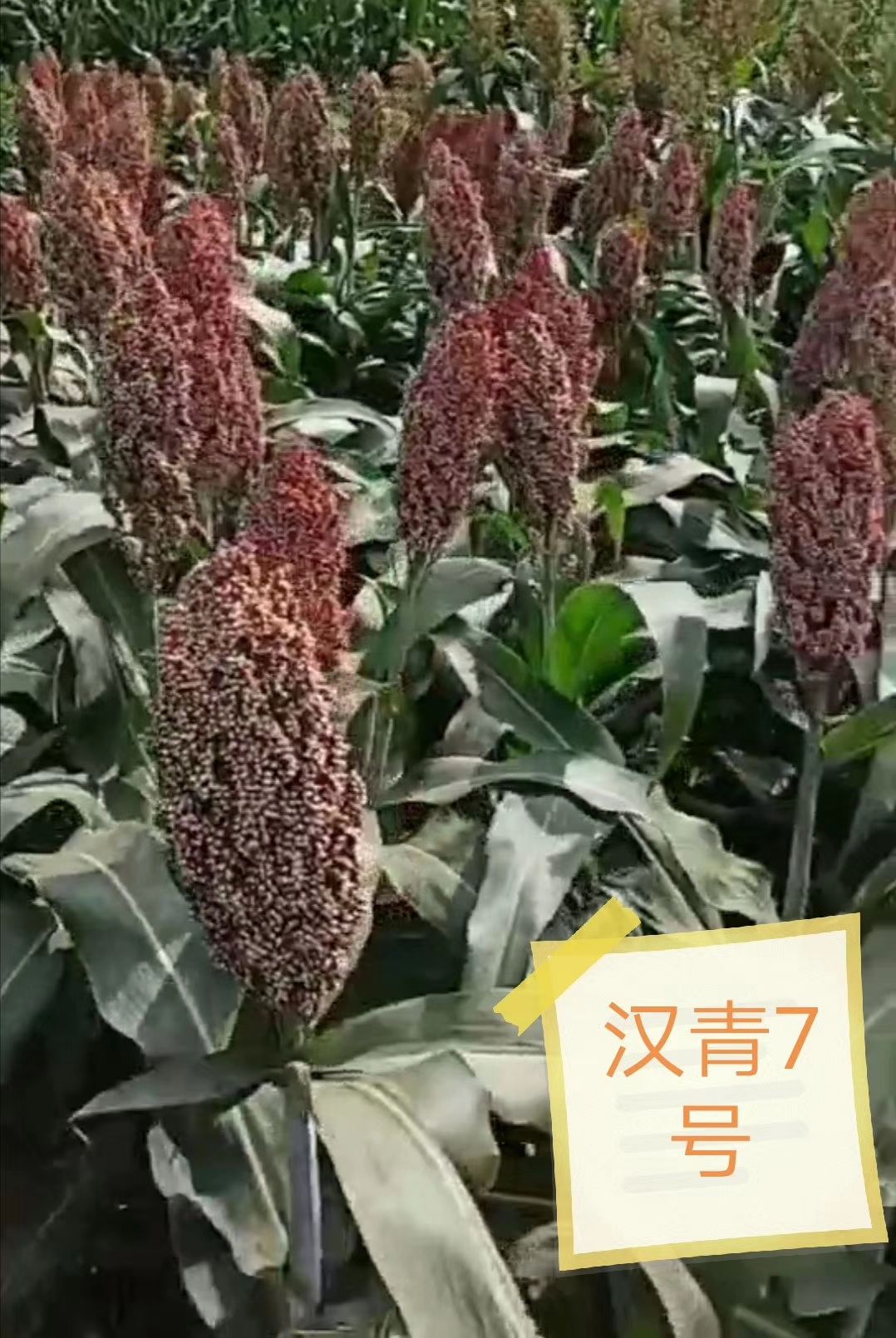  高粱种子，优质酿酒高粱种子