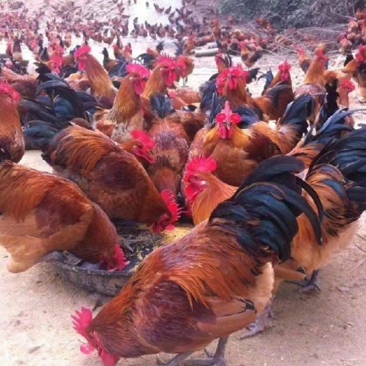 衡阳青脚公大种红瑶公鸡黑脚红公鸡苗纯种土鸡重庆贵州质量保证