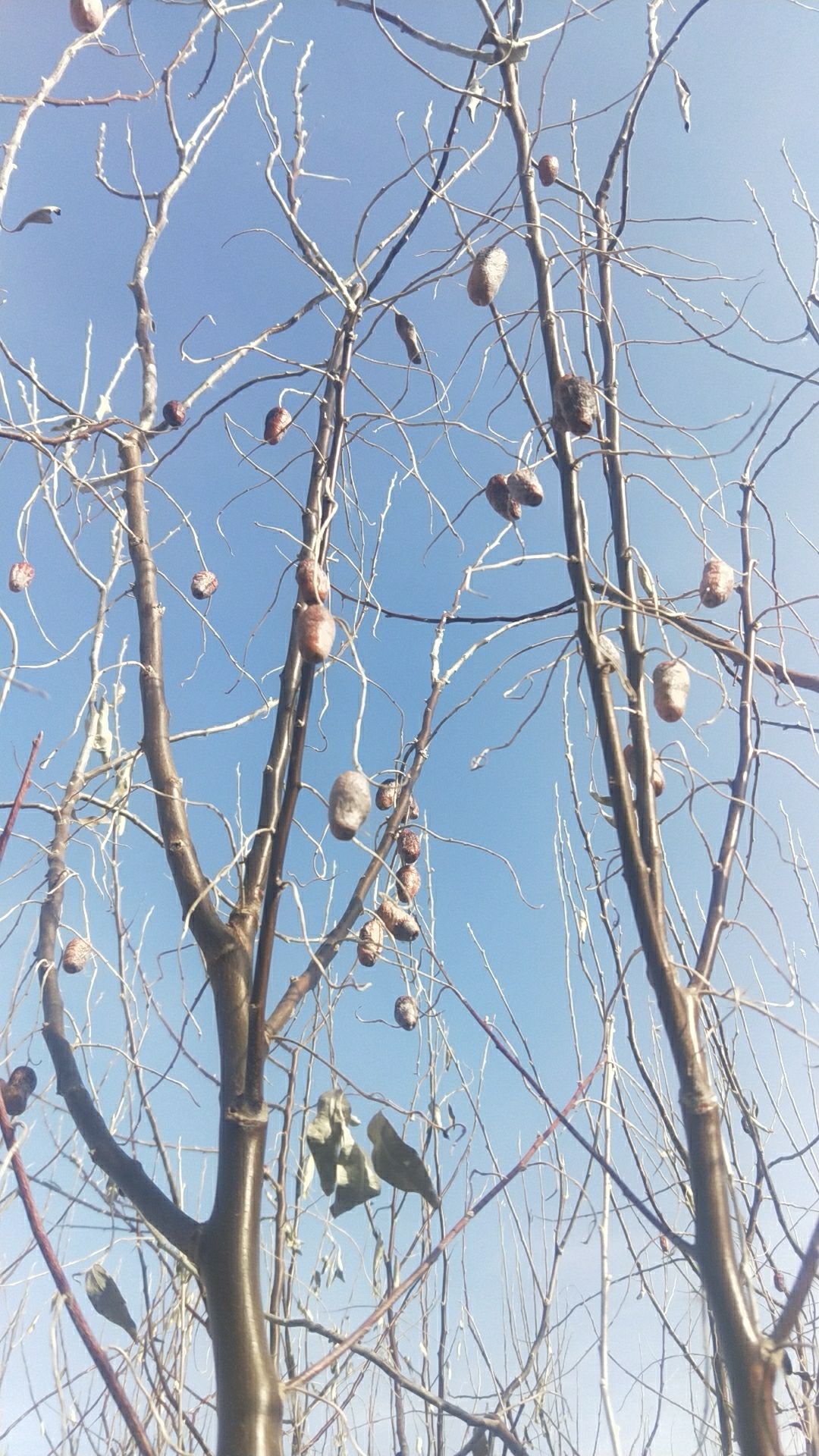 沙枣种子