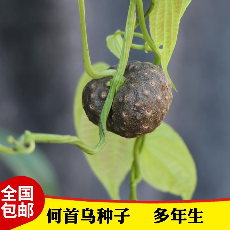 何首乌种子 中草药种子 植物种子四季易种 花种子 多年生