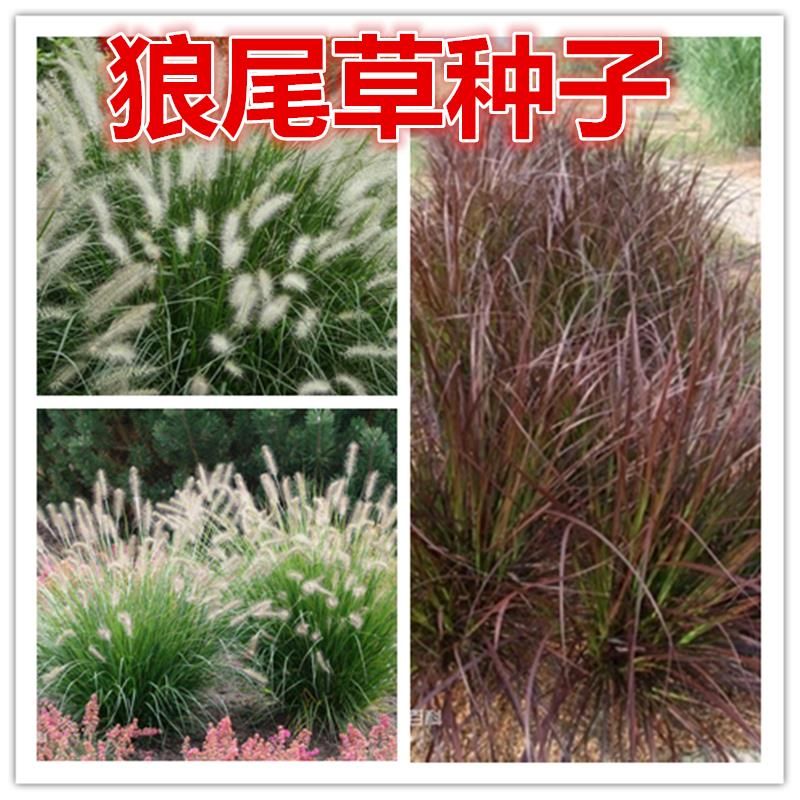 沭阳县护坡观赏狼尾草种子狗尾巴草种子 美观四季易种花卉芮草种子包