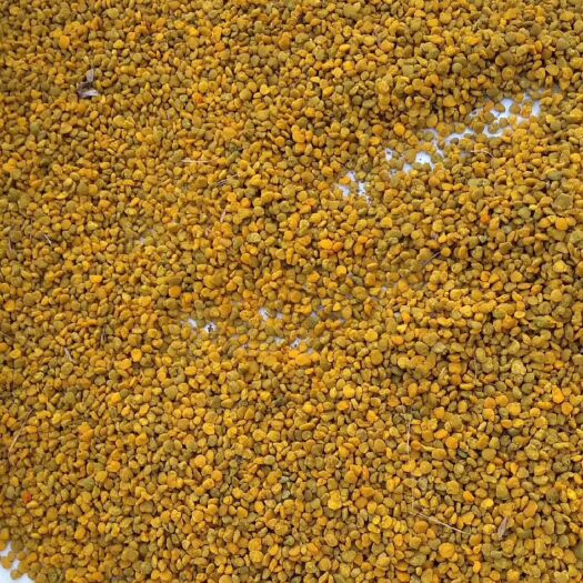 东北蜂花粉一瓶一斤 2022新鲜茶花粉