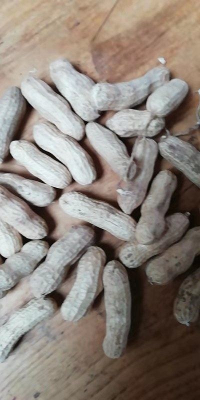 白沙花生果 现货花生果出售