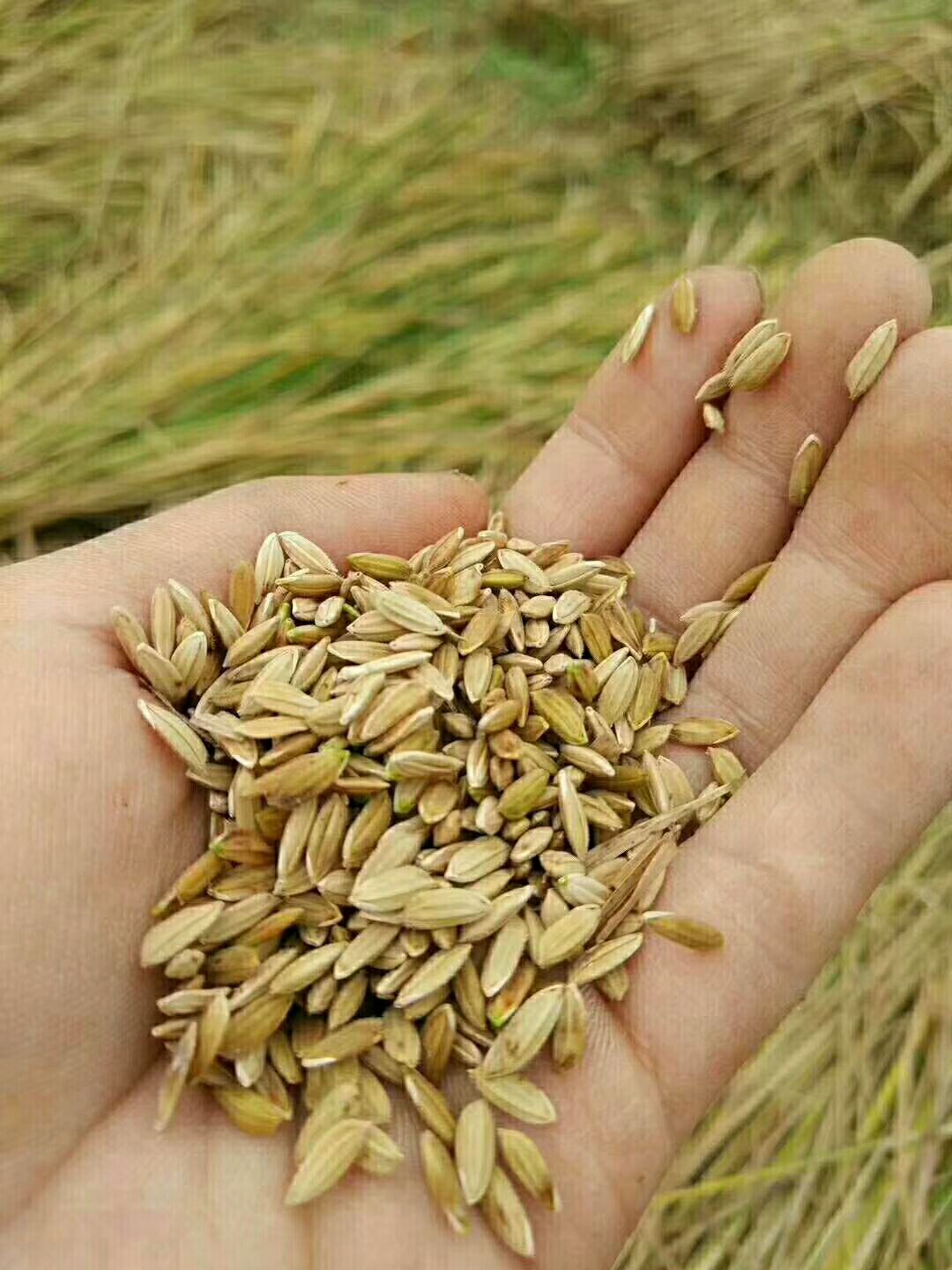  真正的高含量维生素大米