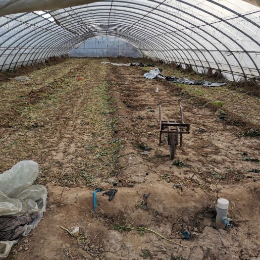 东光县蔬菜大棚 20亩地大棚，冷棚，热棚