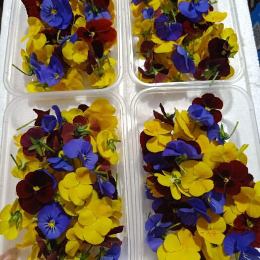 平湖市三色堇  西餐点花批发角瑾批发小花