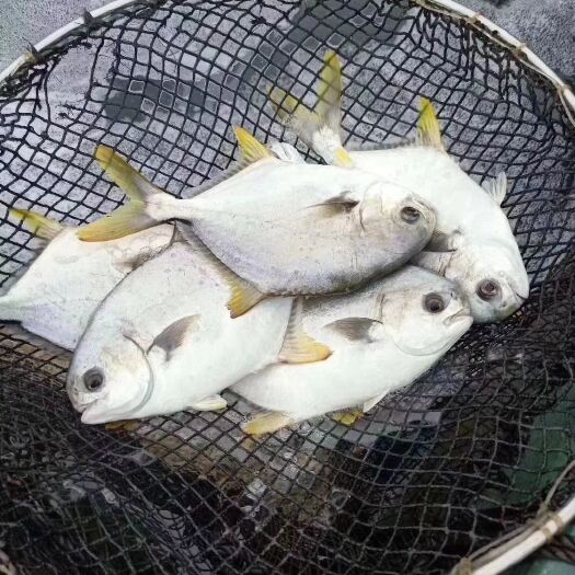  鲜活金鲳鱼