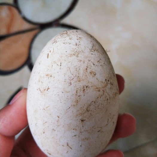 青阳县 鹅蛋新鲜12枚100-120g/个农家散养初生土鹅蛋