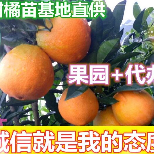 秀山大量 出售优质纽荷尔脐橙苗，基地直供，欢迎新老顾客前来定购