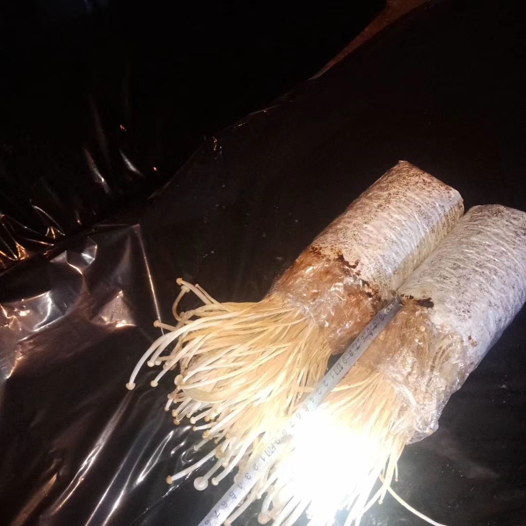 黄金针菇 一级货品，保证质量，诚信经营，需要的老板联系。