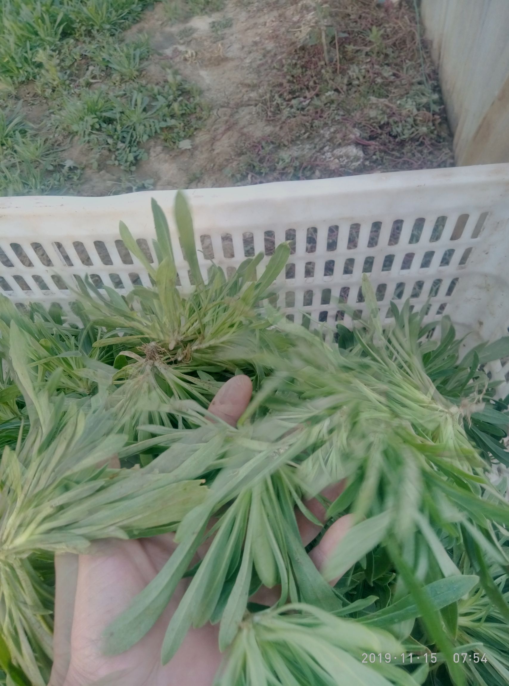  面条菜无公害野菜（蒸菜）