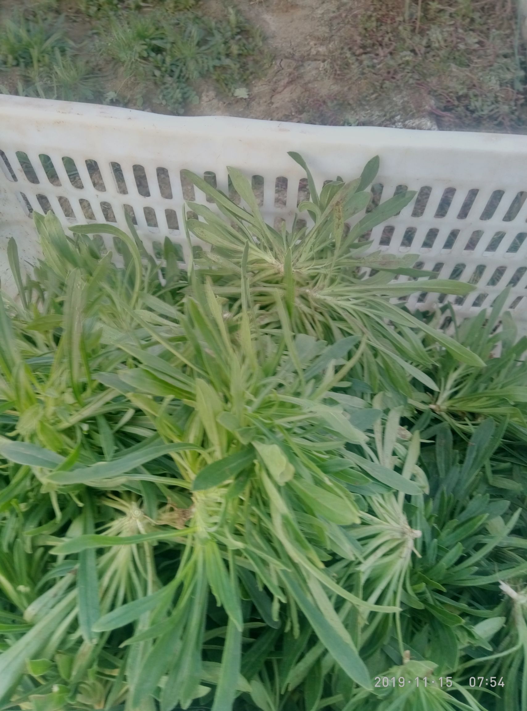  面条菜无公害野菜（蒸菜）