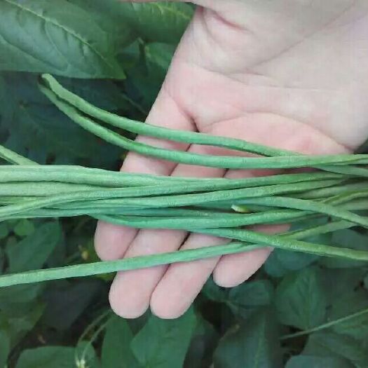 三亚绿翡翠长豆角  海南豇豆 长豆角 青豆角 精品豆角