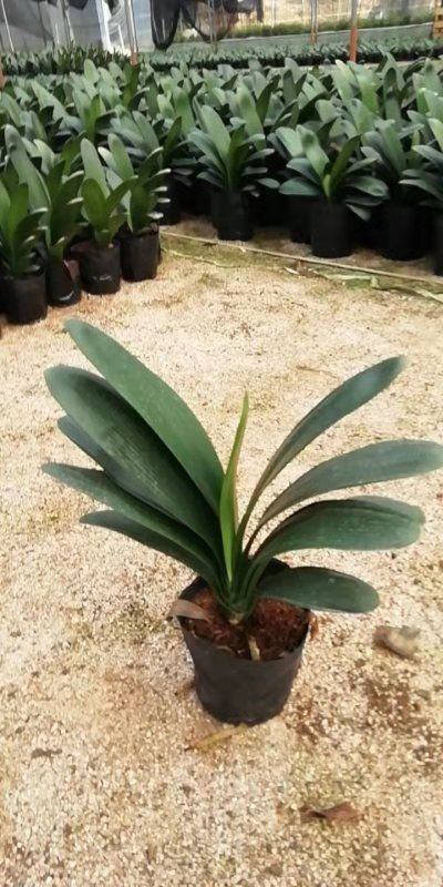 漳平市君子兰盆栽 君子兰清棚瑕疵品优惠便宜处理