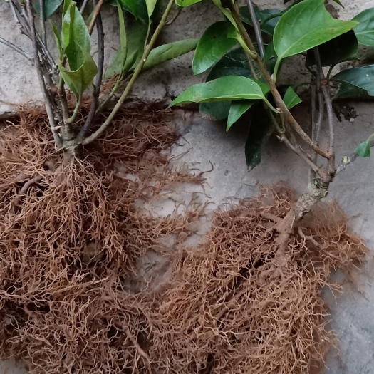 通道县 黑老虎三年苗，大果优质苗，果品红果园地种植也可盆景栽培。