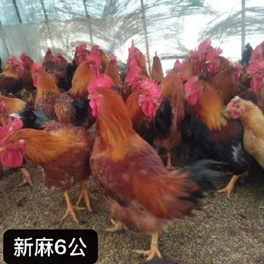广州麻鸡苗 新麻六公