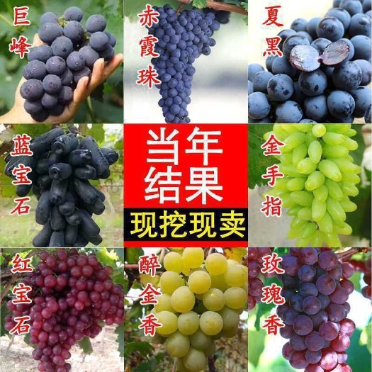 平邑县 阳光玫瑰葡萄苗 嫁接葡萄苗 庭院阳台种植树苗南北方种植当年结