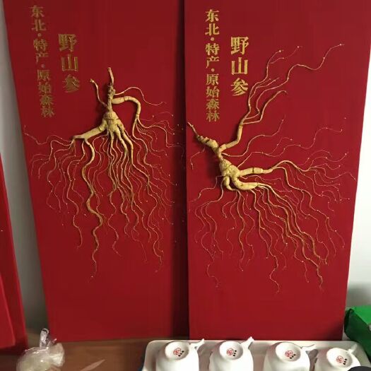 林下参 山参礼盒物美价廉60～80公分大尺寸精美皮盒