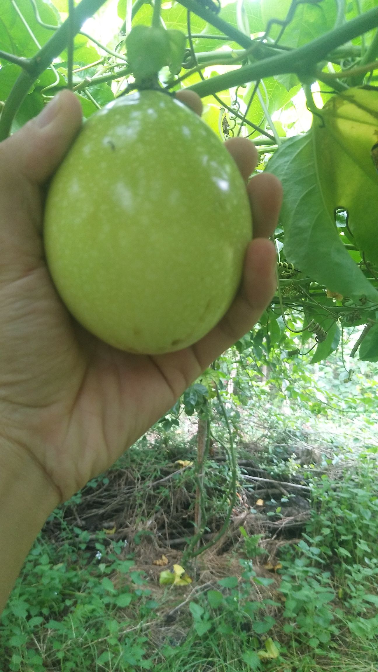  黄金百香果