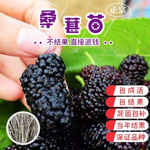 平邑县 优质桑树苗  品质保证  全国包邮