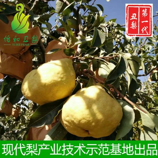 烟台怡和丑梨超大果老人孩童都能吃 梨中精品 基地直发