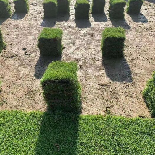 乐昌市草  广东，福建卷草