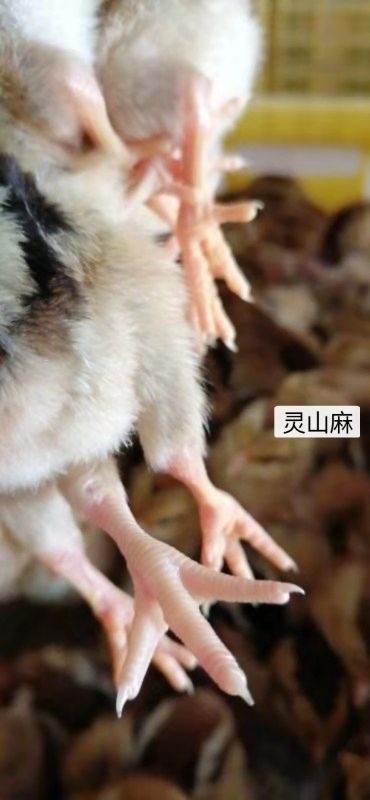 广州麻鸡苗  灵山麻母