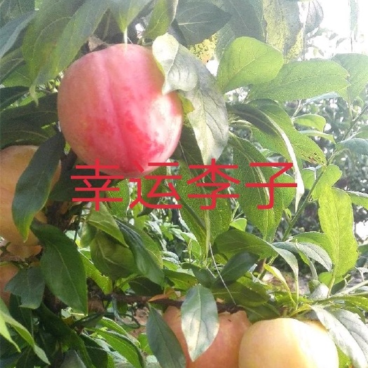 盖州市幸运李苗 美国幸运大李子苗