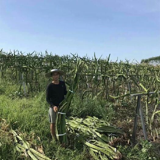 荣县白水晶火龙果苗 白心火龙果 苗 白玉龙  嫁接    蟹爪兰  燕窝果