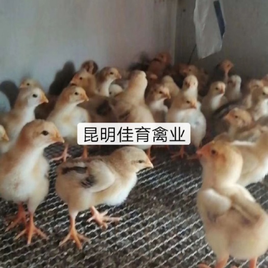 昆明肉鸡苗 肉鸡，882，K901