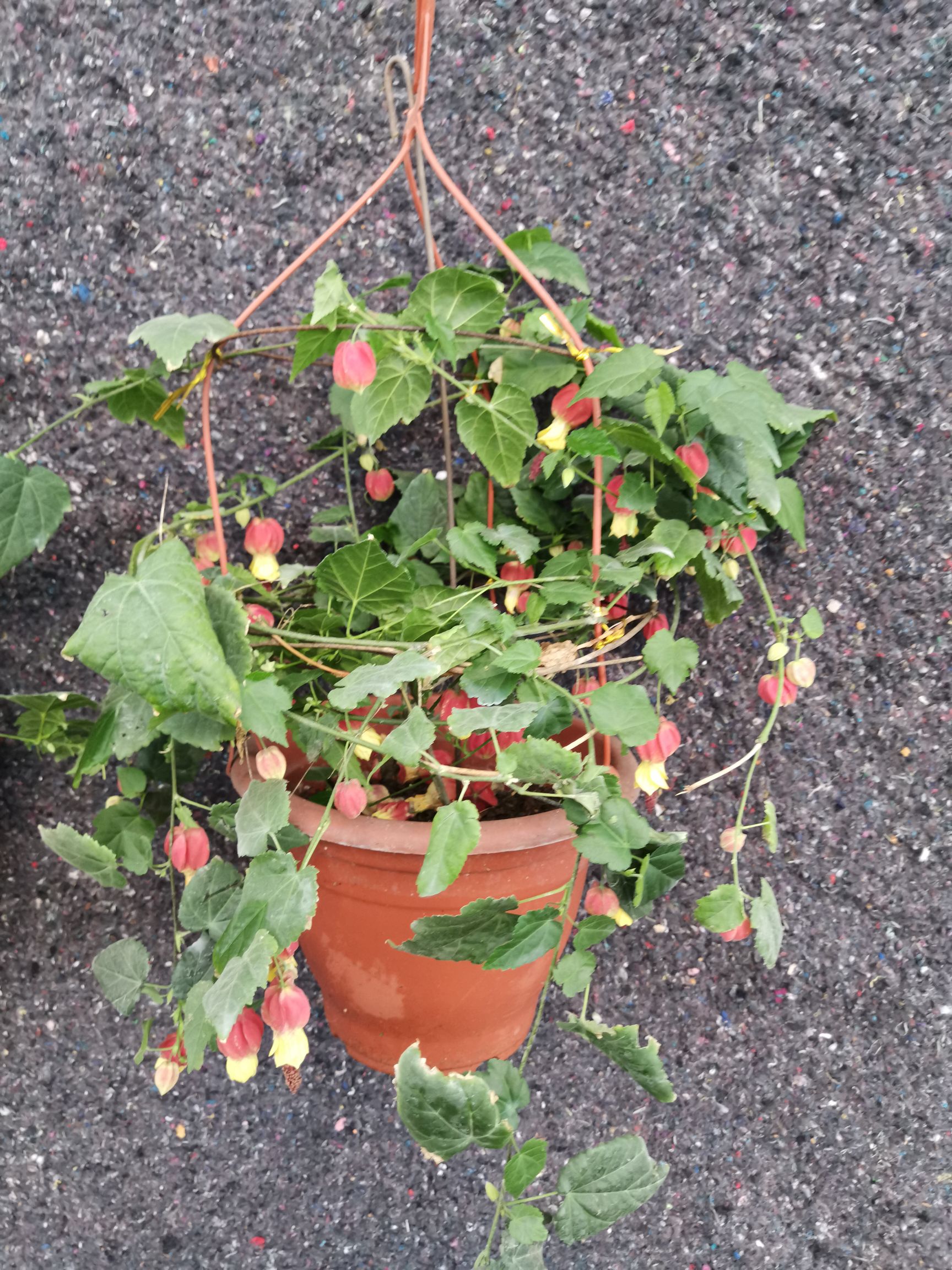 燈籠花藤本爬藤植物盆栽蔓性風鈴花室內外庭院觀花綠植四季好養