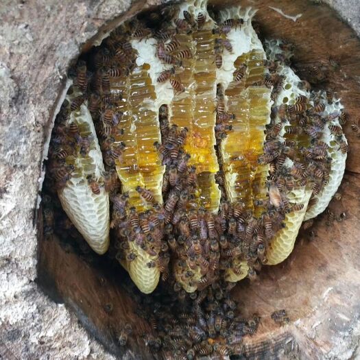 湄潭县 贵州深山土蜂蜜，土养