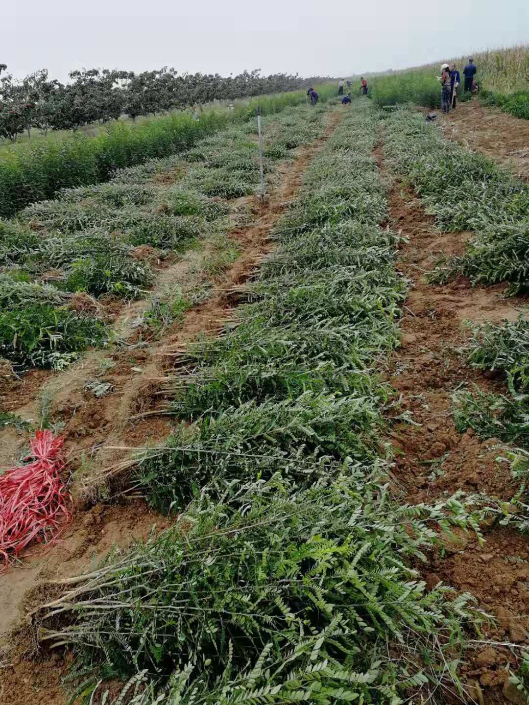 大刺皂角树 随时挖苗，是根据苗大小定价钱全国保湿包邮.量大优惠。