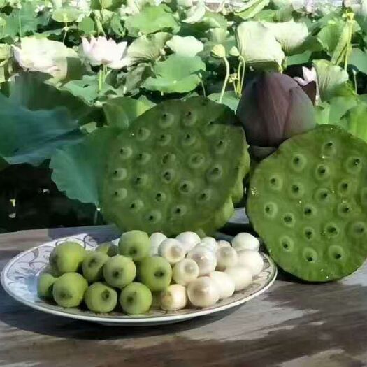 鱼台县磨盘莲 ，磨盘莲种苗。