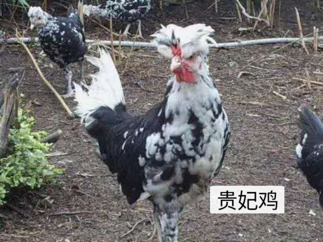 广州贵妃鸡苗 贵妃鸡