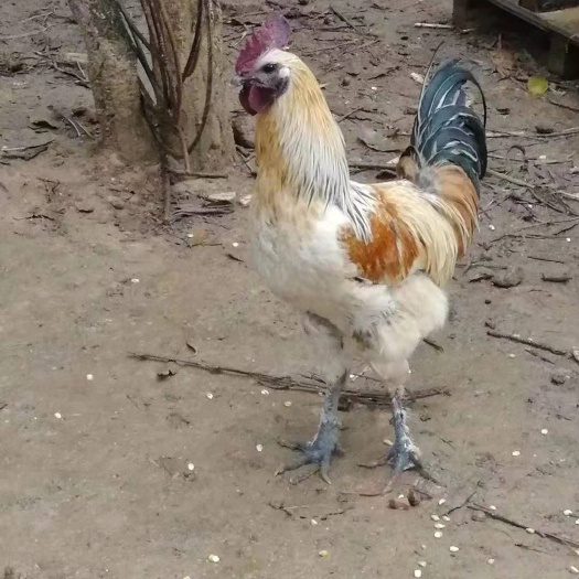 昆明 长期批发各种出壳苗，脱温鸡苗，欢迎来聊