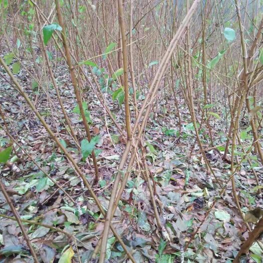 巴中蜂糖李树苗 蜂糖李苗