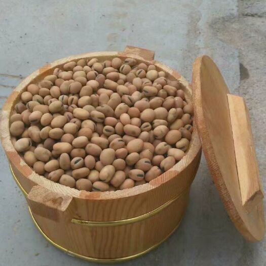 圆蚕豆（羊眼蚕豆）