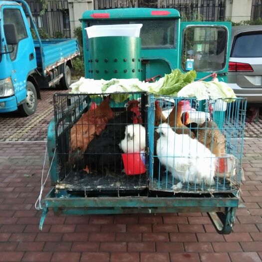 南通 家养草鸡