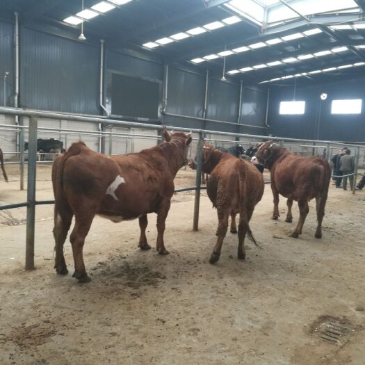 陇县改良肉牛  大量肉牛，活牛供应全国