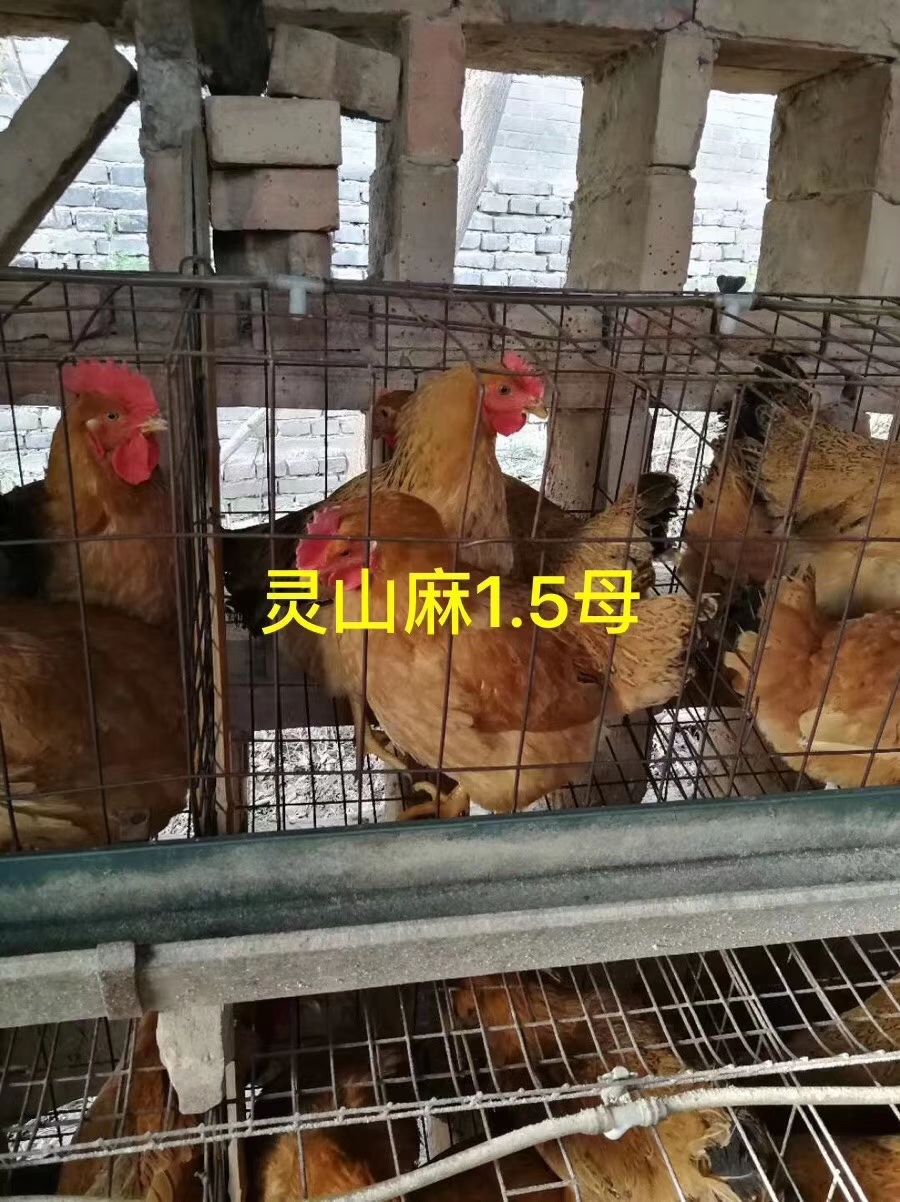土鸡苗 统货