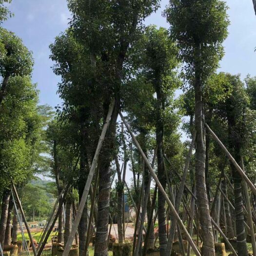 普宁市 香樟树
