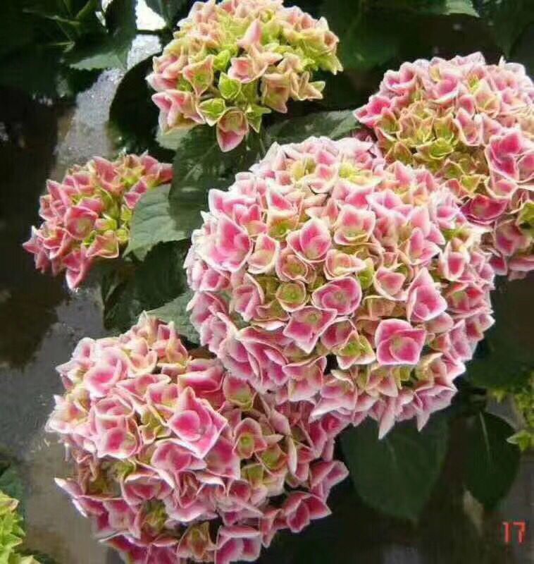  绣球小苗