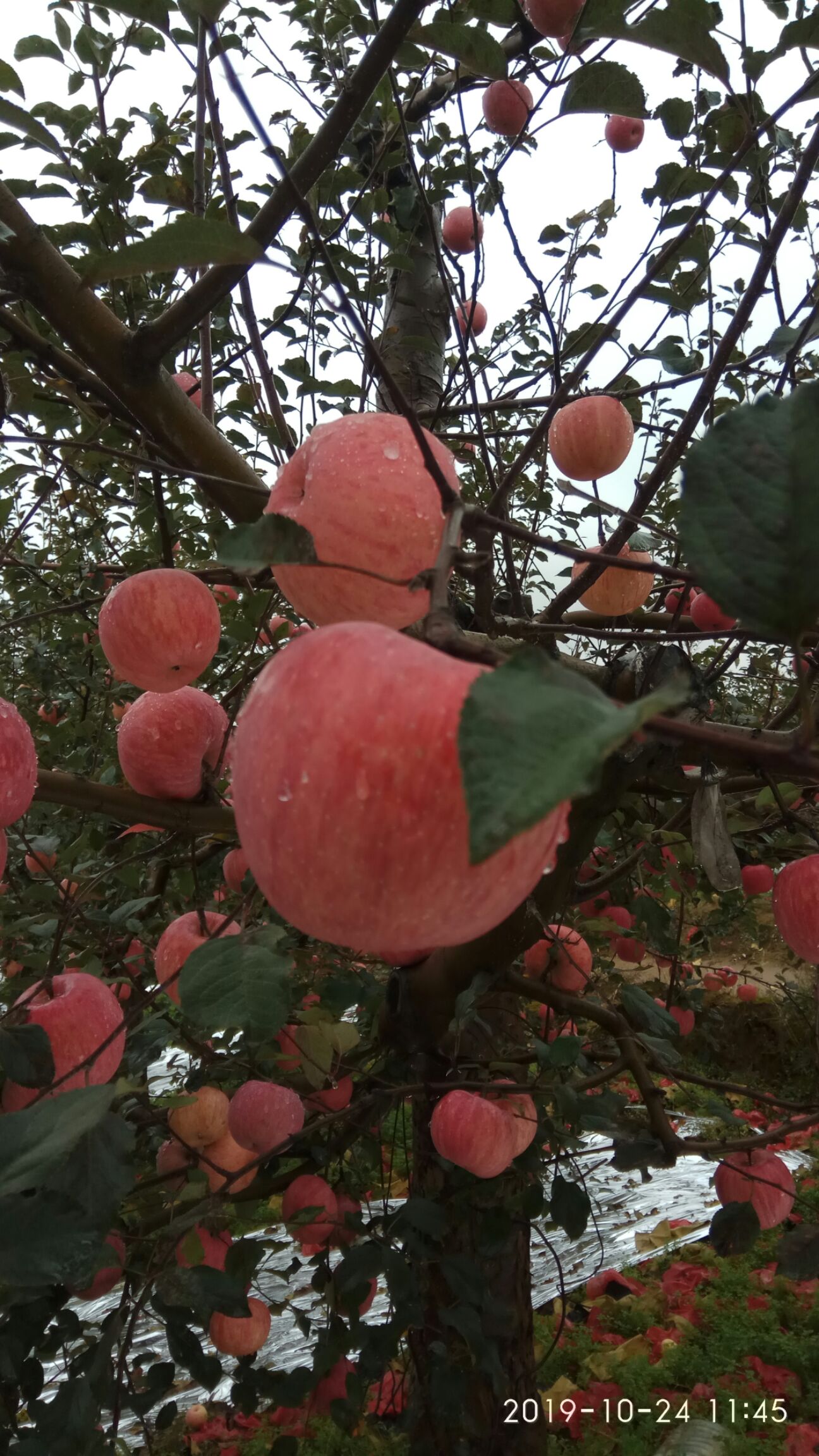  洛川红富士苹果