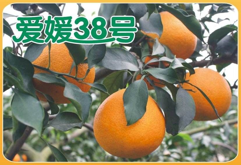 愛媛38號柑橘在哪里(愛媛38號柑橘在哪里可以買)