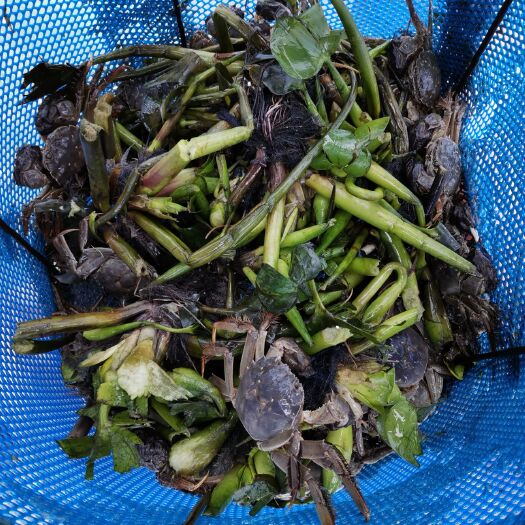 昆山市昆山淀山湖清水大闸蟹