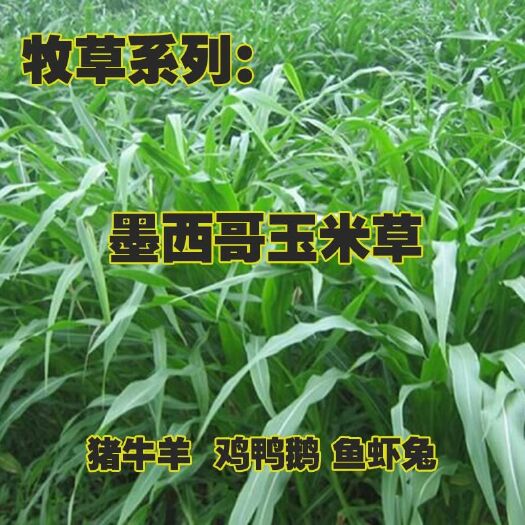 墨西哥玉米草种子 优质高产墨西科玉米草牧草种子四季养殖多年生再生牧草种子