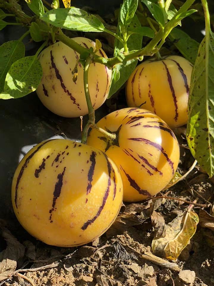 正宗四季结果人参果苗茄瓜人参果树苗人生果盆栽地栽当年结果