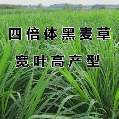 沭阳县 黑麦草种子牧草种子多年生四倍体黑麦草四季种植耐寒耐旱草